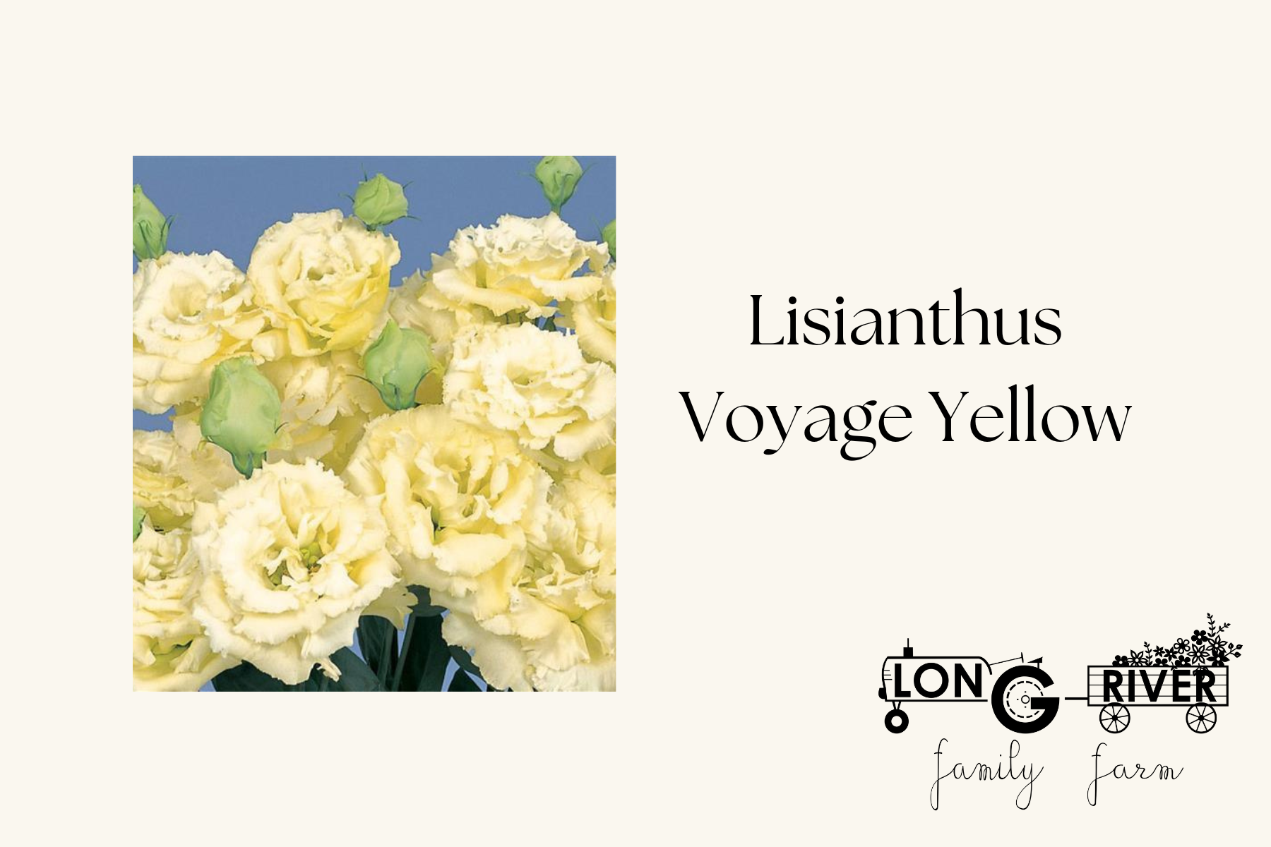 16　Sunshine leaves Graptosedum 'Darley Sunshine' (2